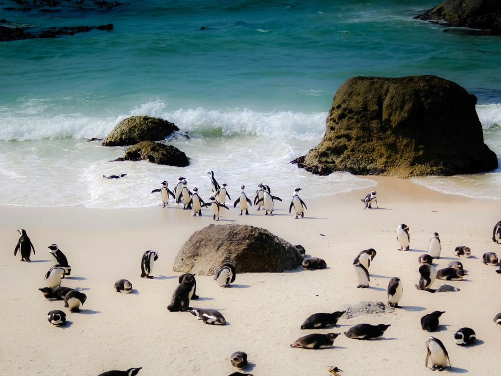 Boulders Beach en pinguins